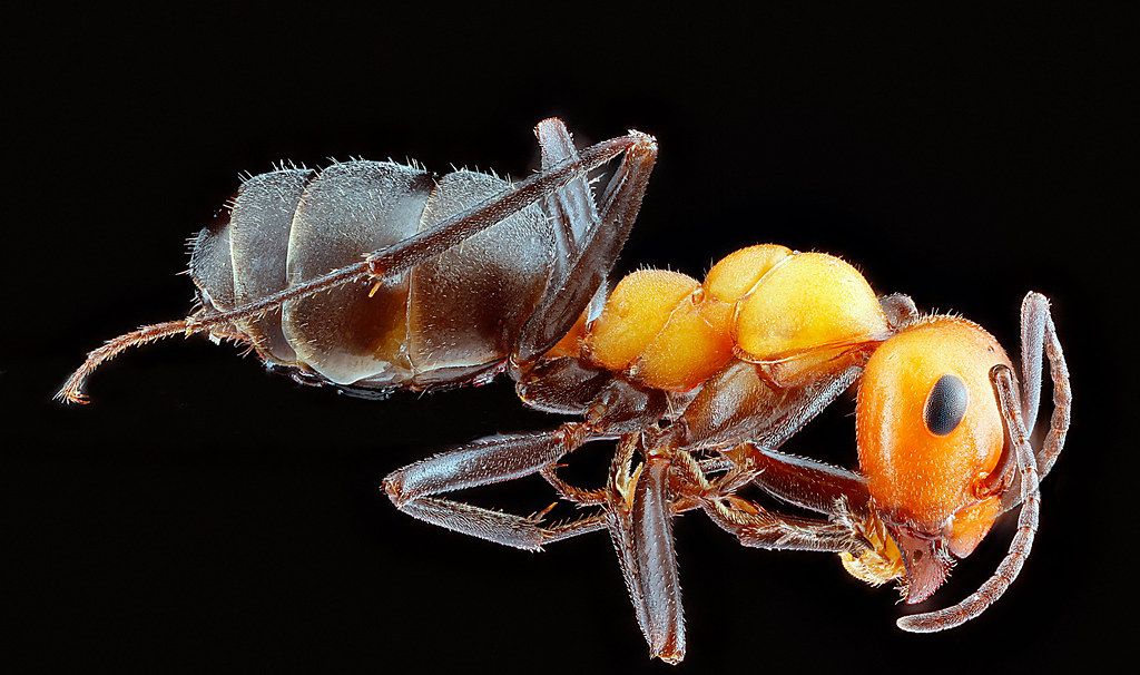 Ant Control service in Sunrise, FL