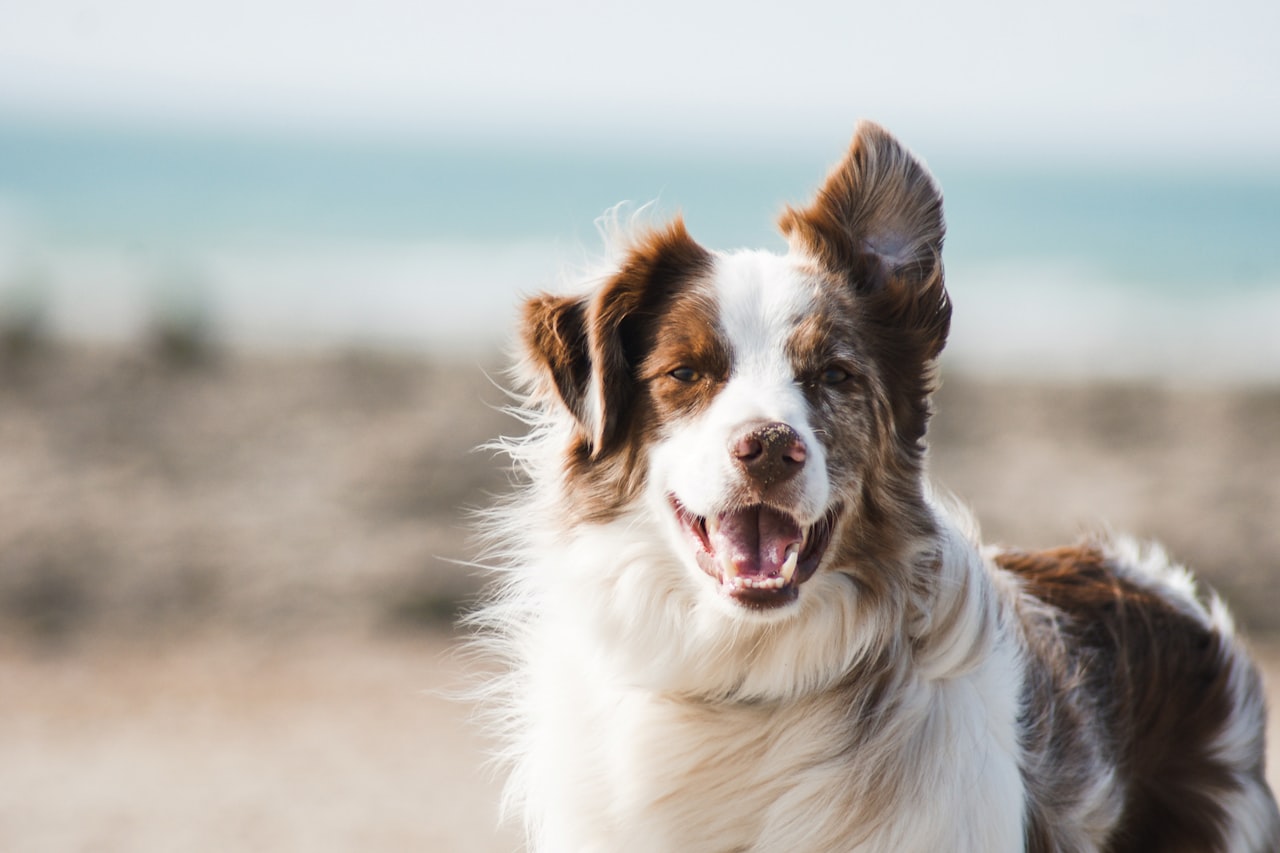 Flea & Tick Control service in Sunrise, FL