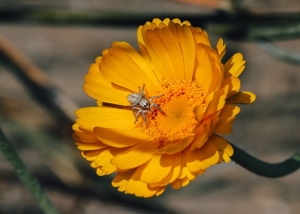Spider Control service in Sunrise, FL